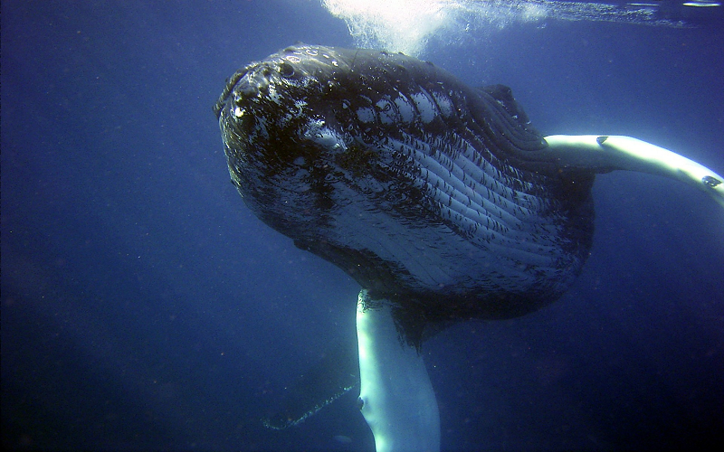 Leaving the Belly of the Whale By Selina Ullah