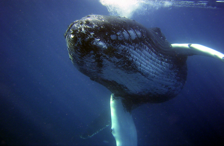 Leaving the Belly of the Whale By Selina Ullah